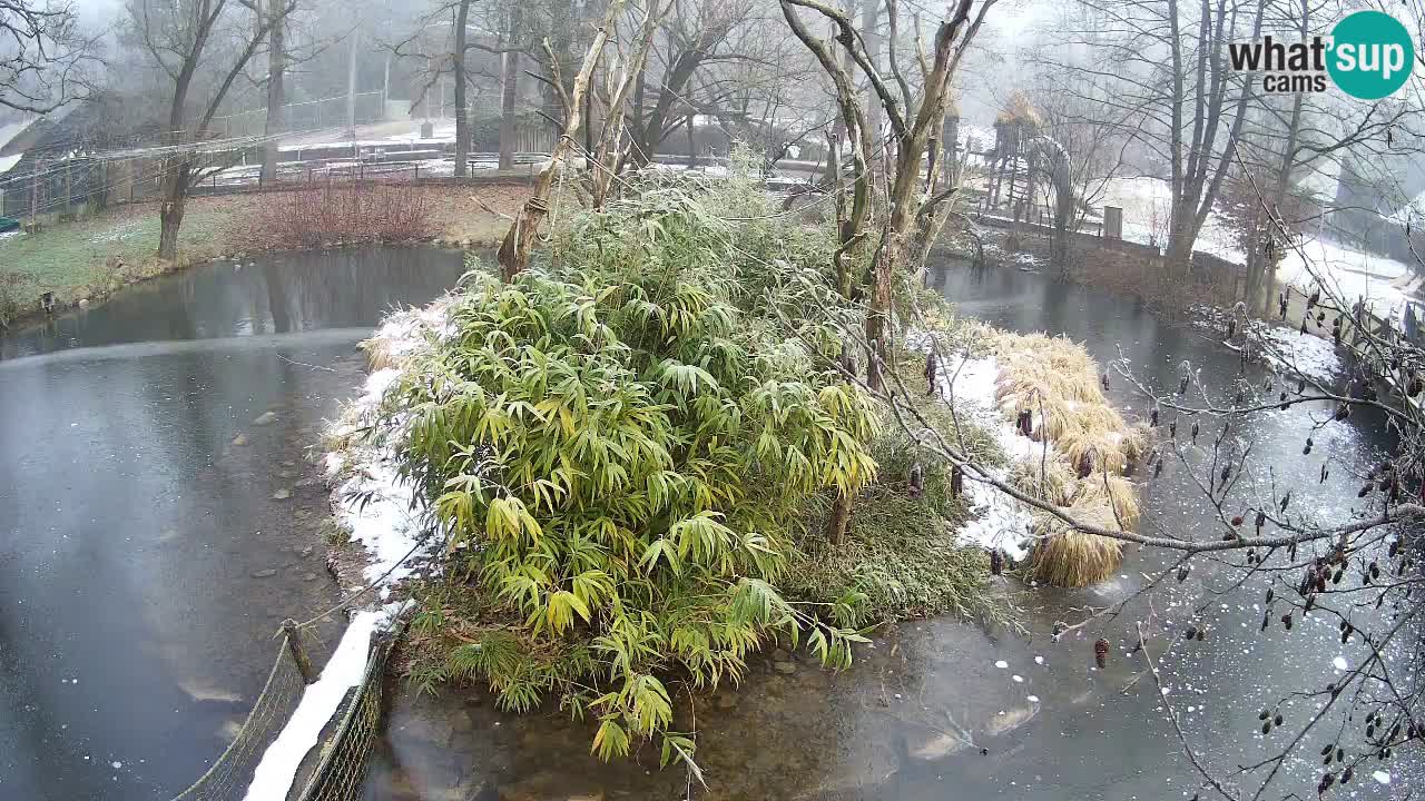 Yellow-cheeked gibbon Zoo Ljubljana livecam