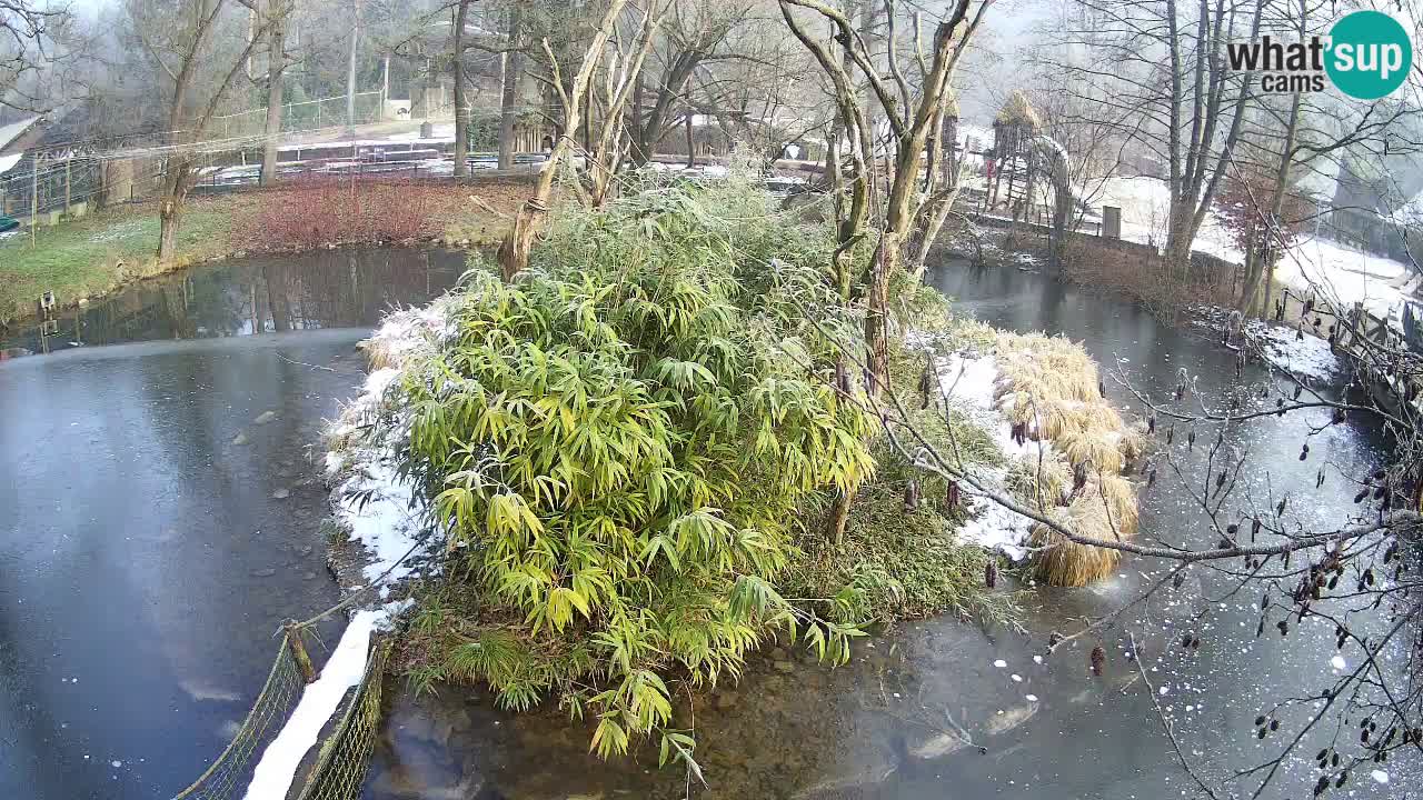 Gibbon à joues jaunes Zoo Ljubljana live cam