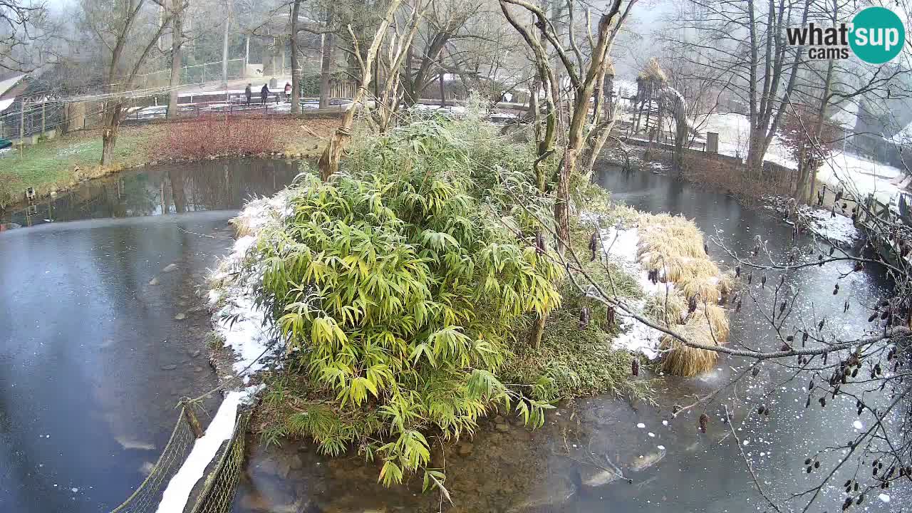 Yellow-cheeked gibbon Zoo Ljubljana livecam