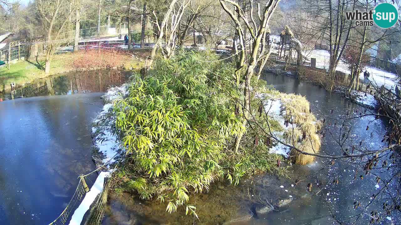 Gibon – Nomascus gabriellae – Zoo Ljubljana web kamera