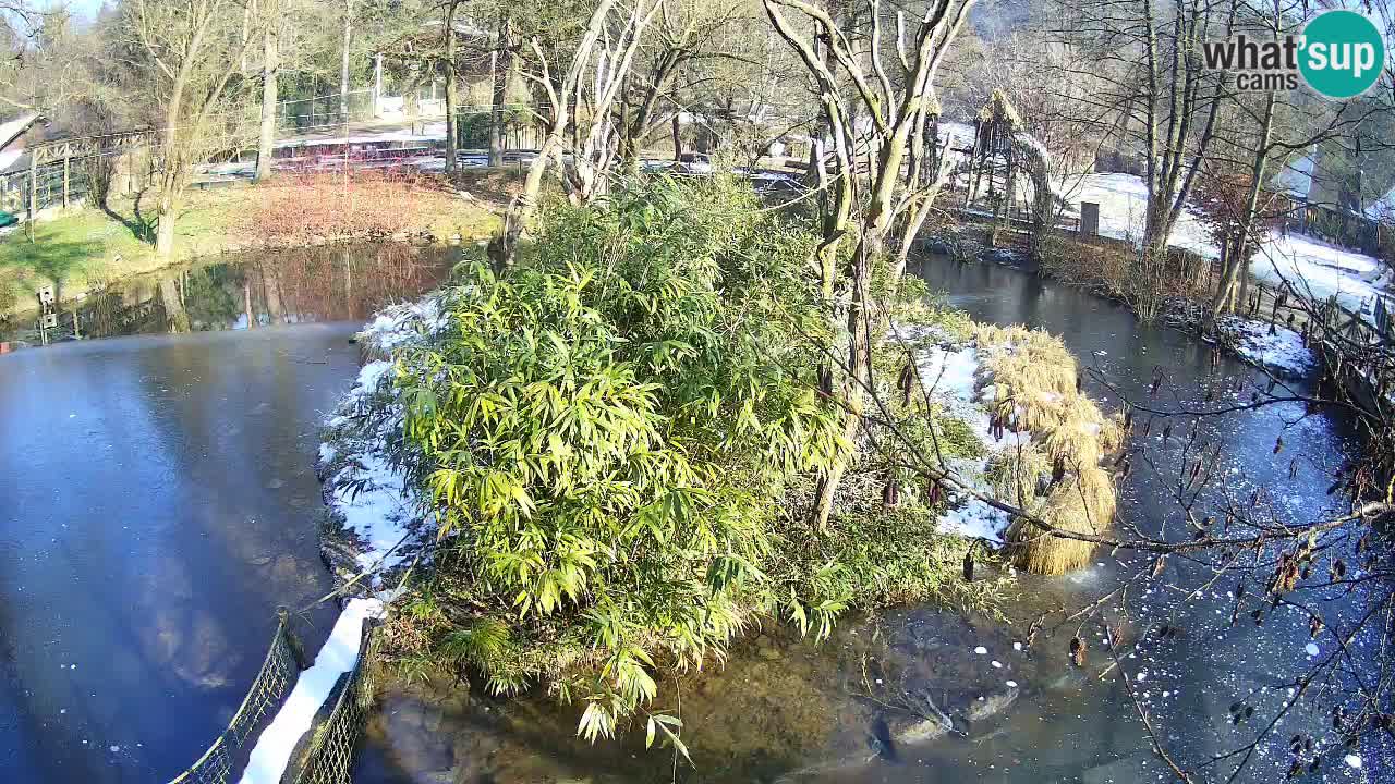 Yellow-cheeked gibbon Zoo Ljubljana livecam