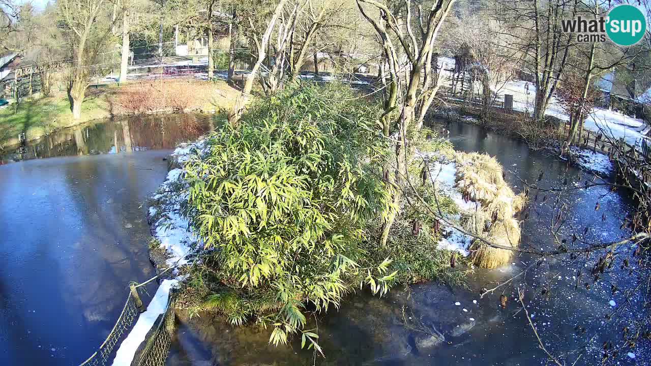 Gibbon à joues jaunes Zoo Ljubljana live cam