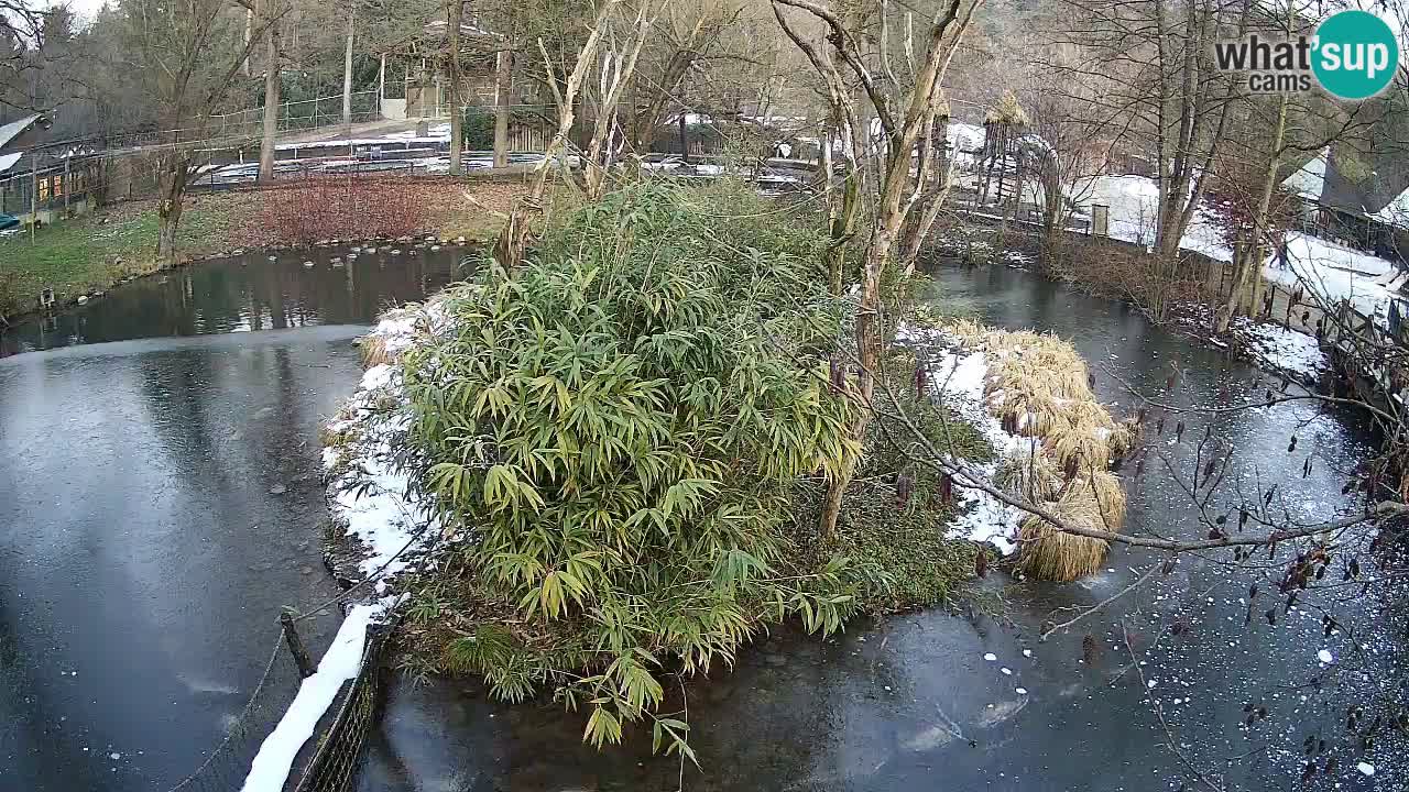 Yellow-cheeked gibbon Zoo Ljubljana livecam