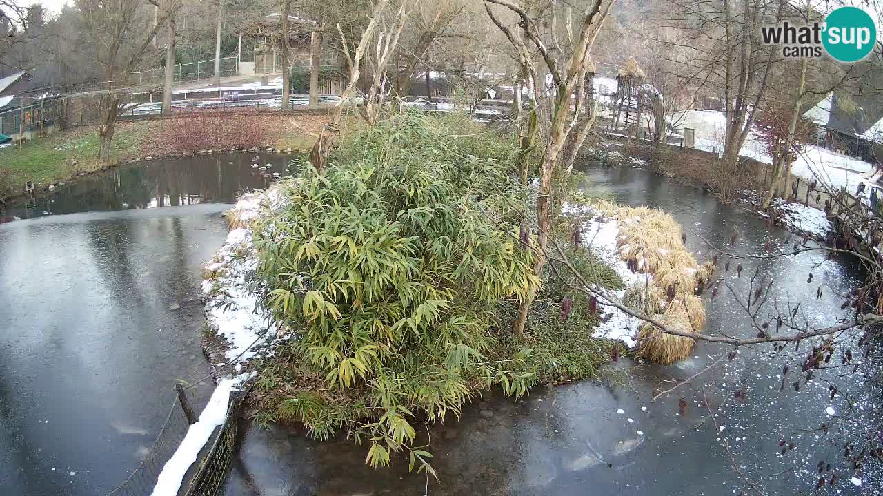 Gibon – Nomascus gabriellae – Zoo Ljubljana web kamera