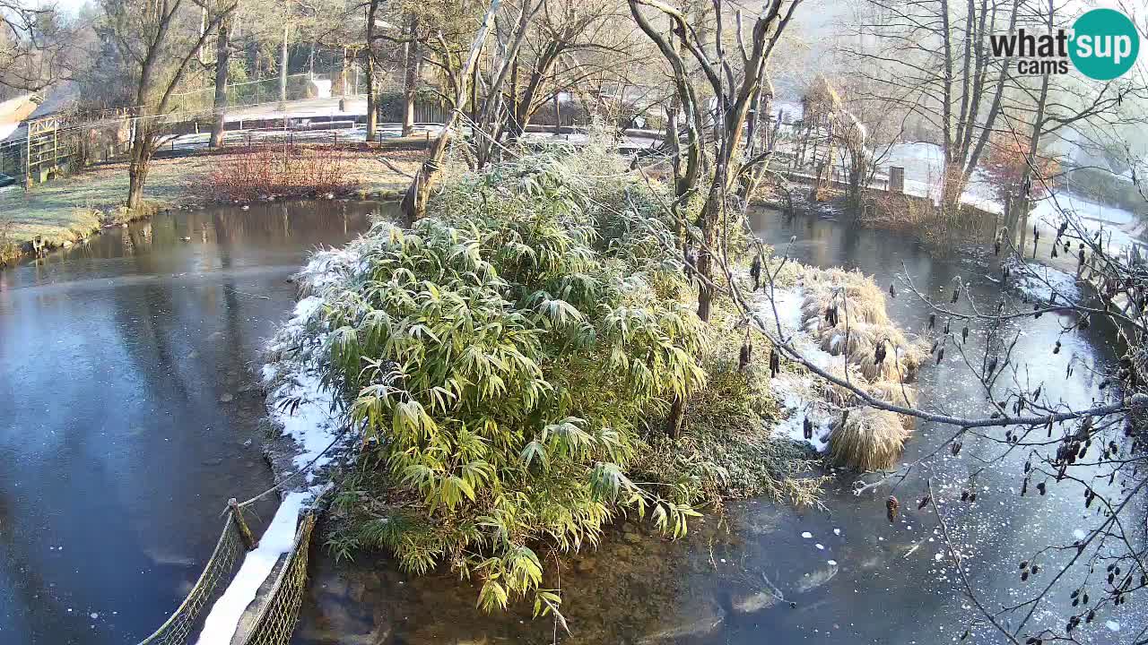 Gibbon à joues jaunes Zoo Ljubljana live cam