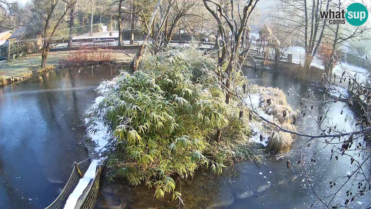 Gibbon à joues jaunes Zoo Ljubljana live cam