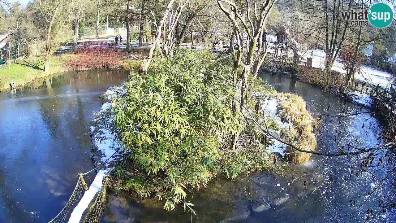 Yellow-cheeked gibbon Zoo Ljubljana livecam