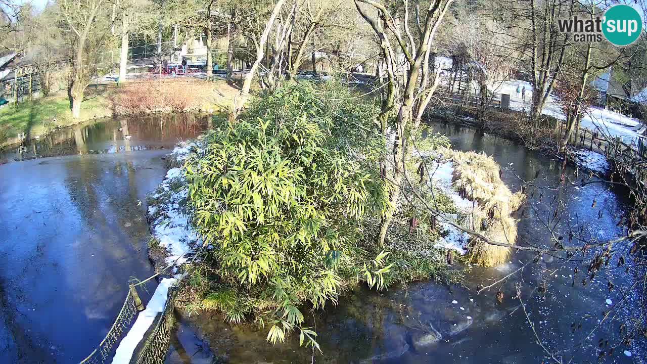 Yellow-cheeked gibbon Zoo Ljubljana livecam