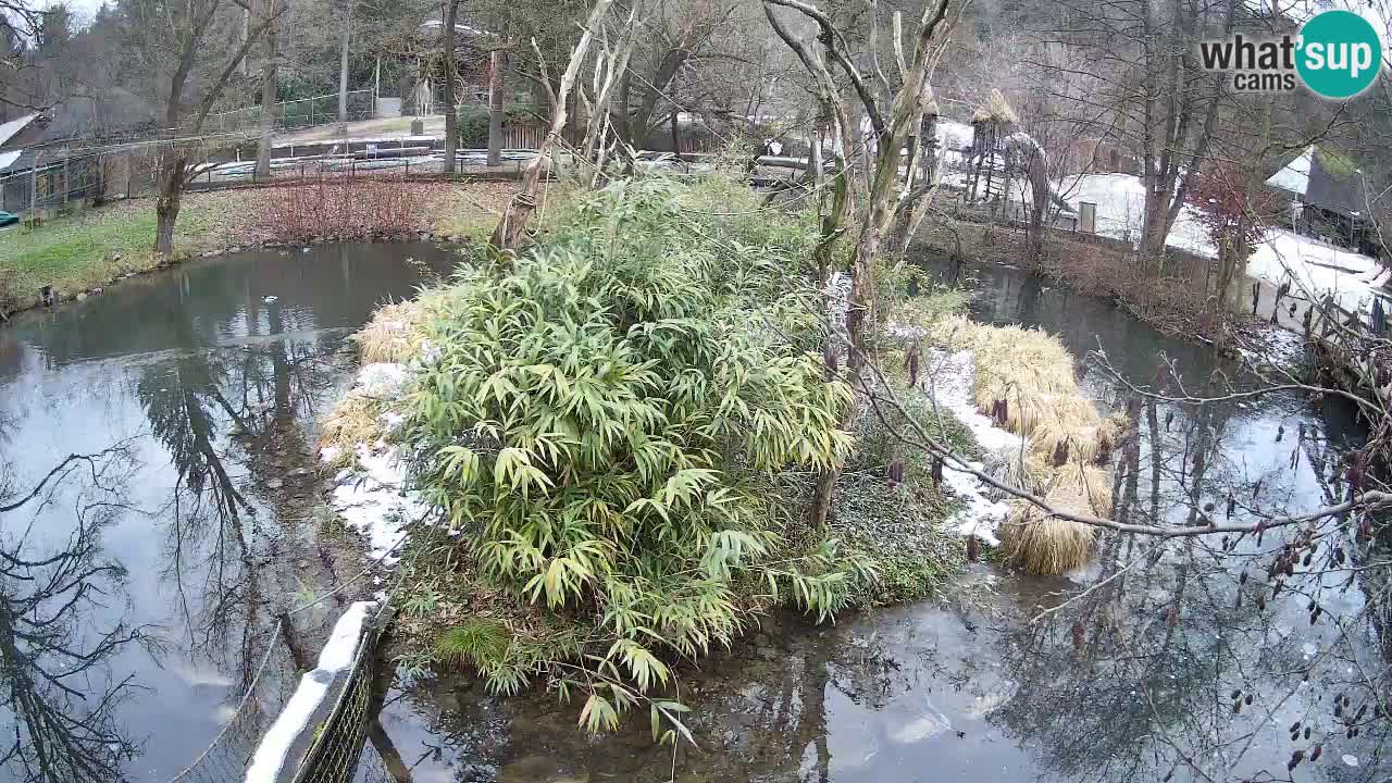 Gibbon à joues jaunes Zoo Ljubljana live cam