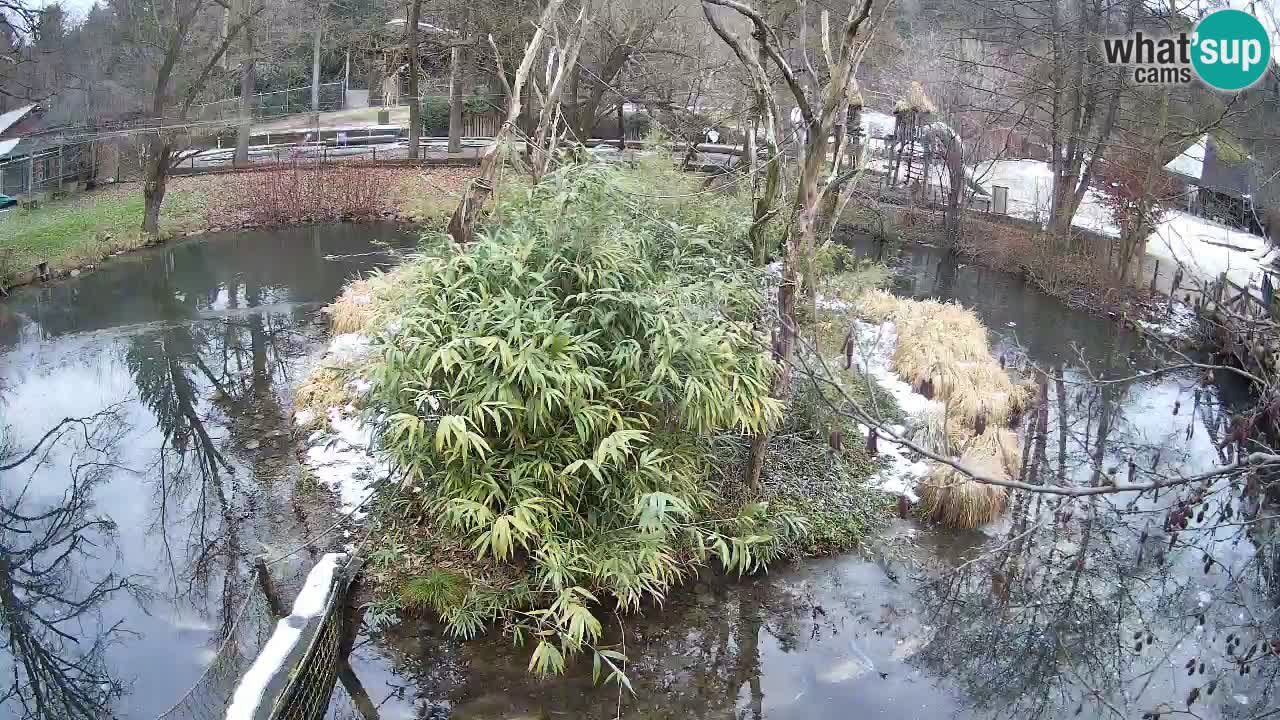 Yellow-cheeked gibbon Zoo Ljubljana livecam