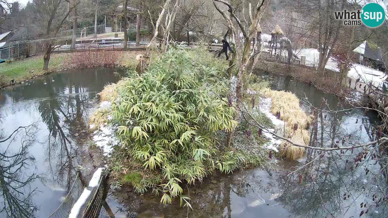 Yellow-cheeked gibbon Zoo Ljubljana livecam