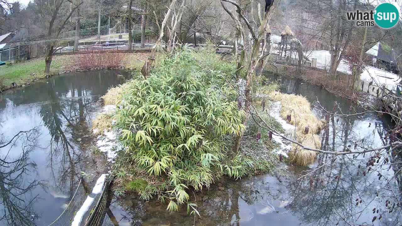 Yellow-cheeked gibbon Zoo Ljubljana livecam