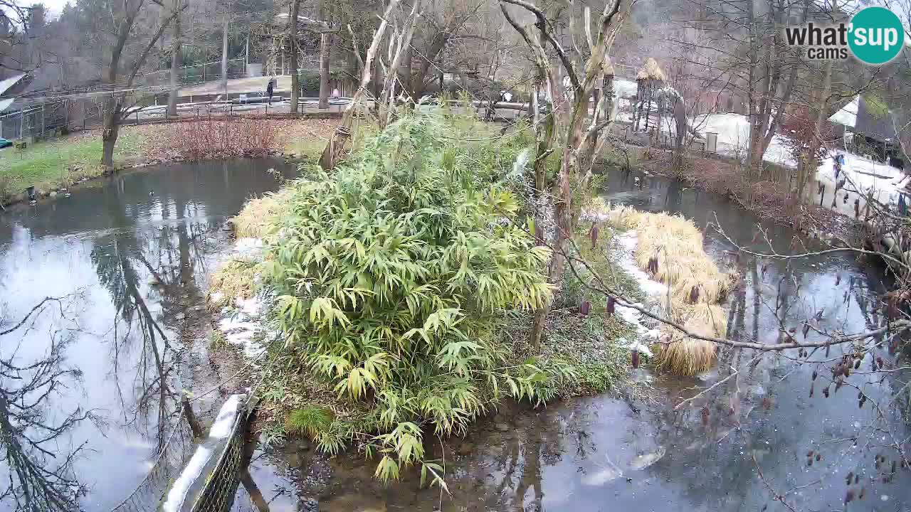 Yellow-cheeked gibbon Zoo Ljubljana livecam