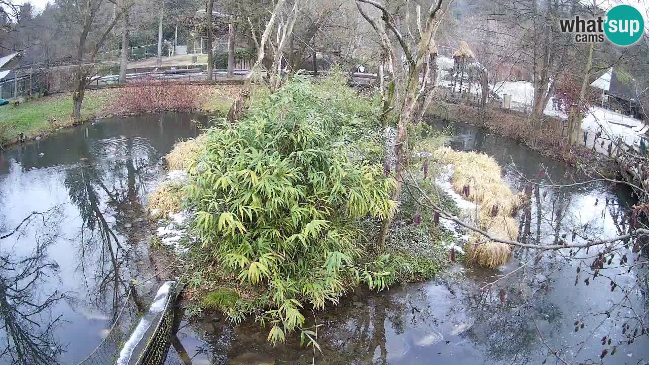 Gibbon à joues jaunes Zoo Ljubljana live cam