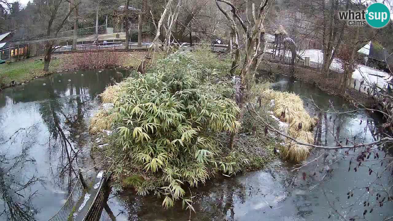 Yellow-cheeked gibbon Zoo Ljubljana livecam