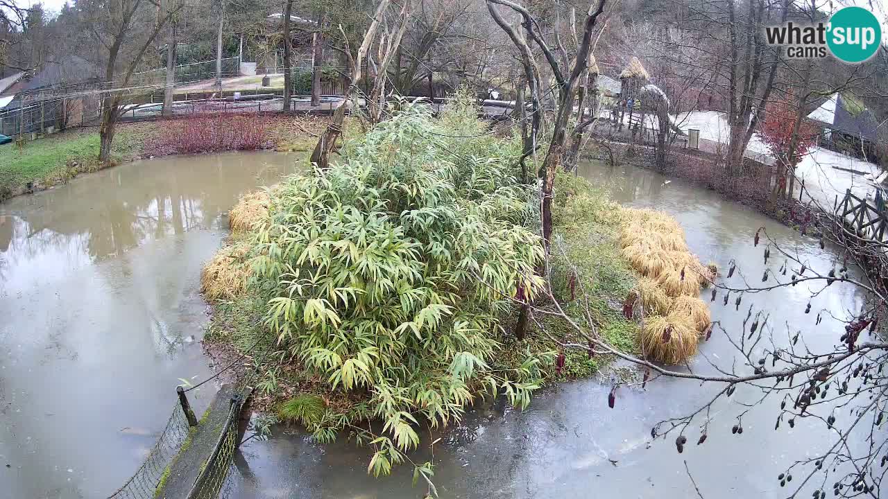 Gibbon à joues jaunes Zoo Ljubljana live cam