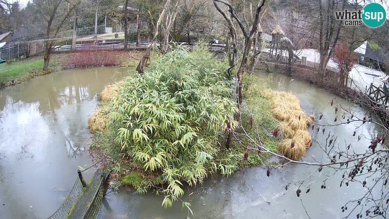 Gibon – Nomascus gabriellae – Zoo Ljubljana web kamera