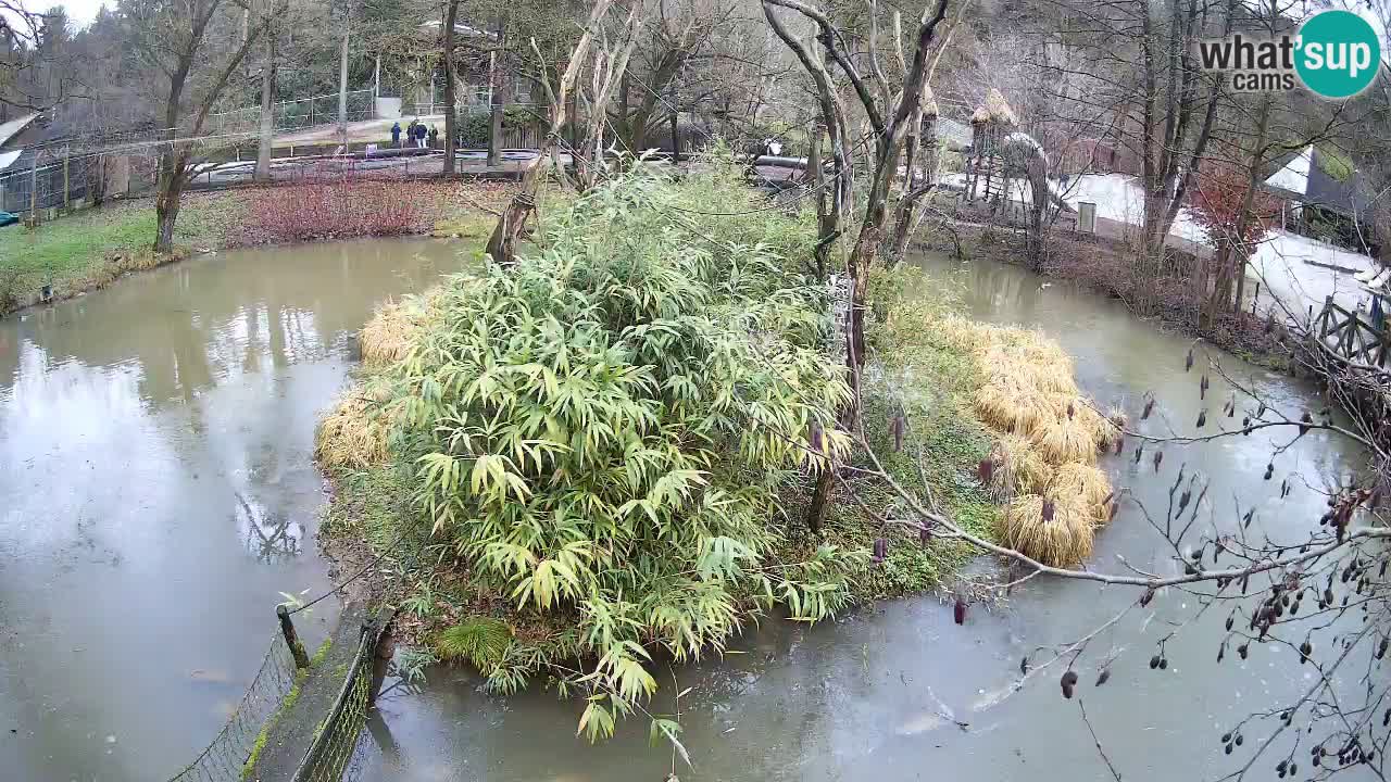 Gibbon à joues jaunes Zoo Ljubljana live cam