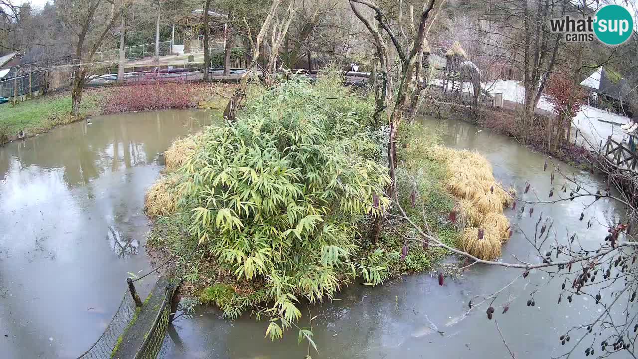 Gibón de mejillas beige Zoo Ljubljana