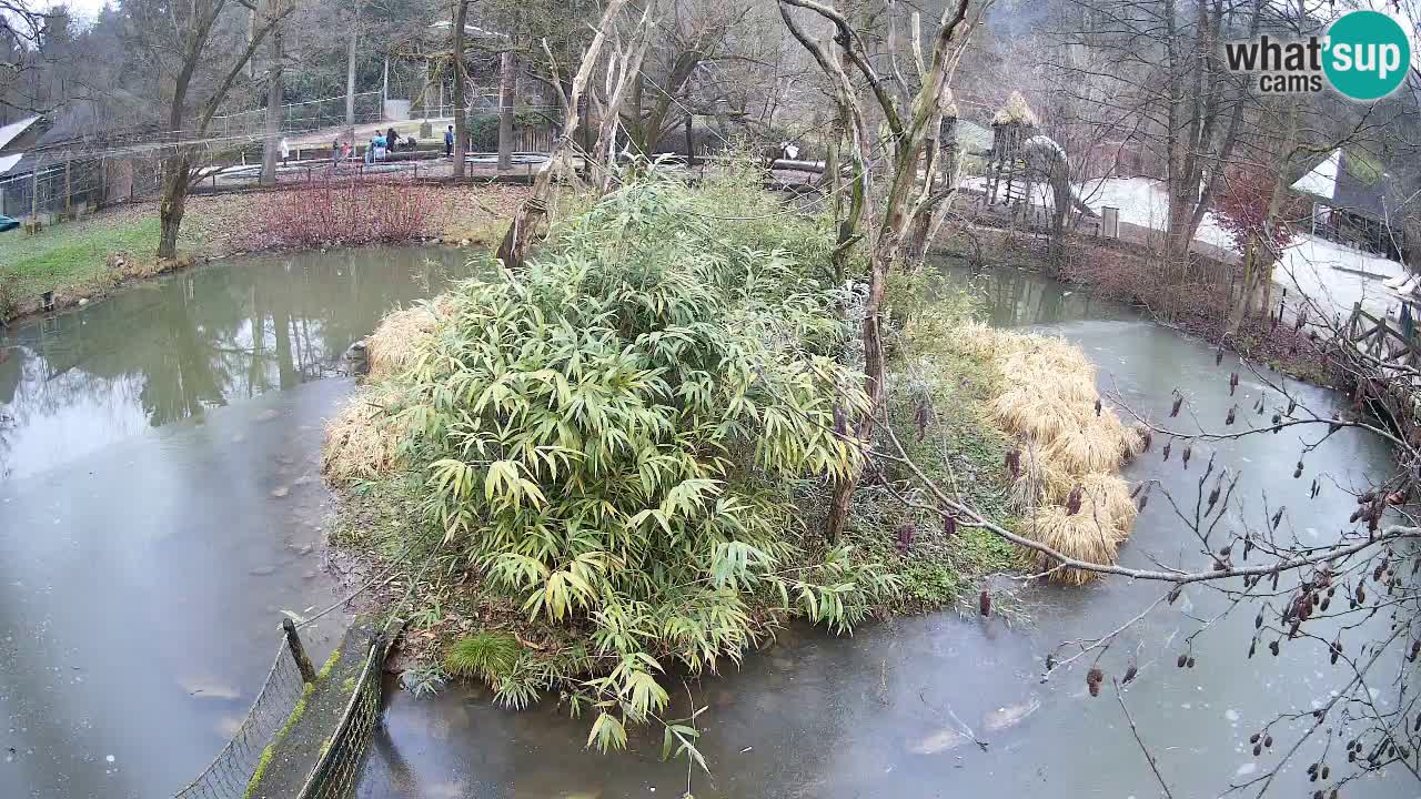 Yellow-cheeked gibbon Zoo Ljubljana livecam