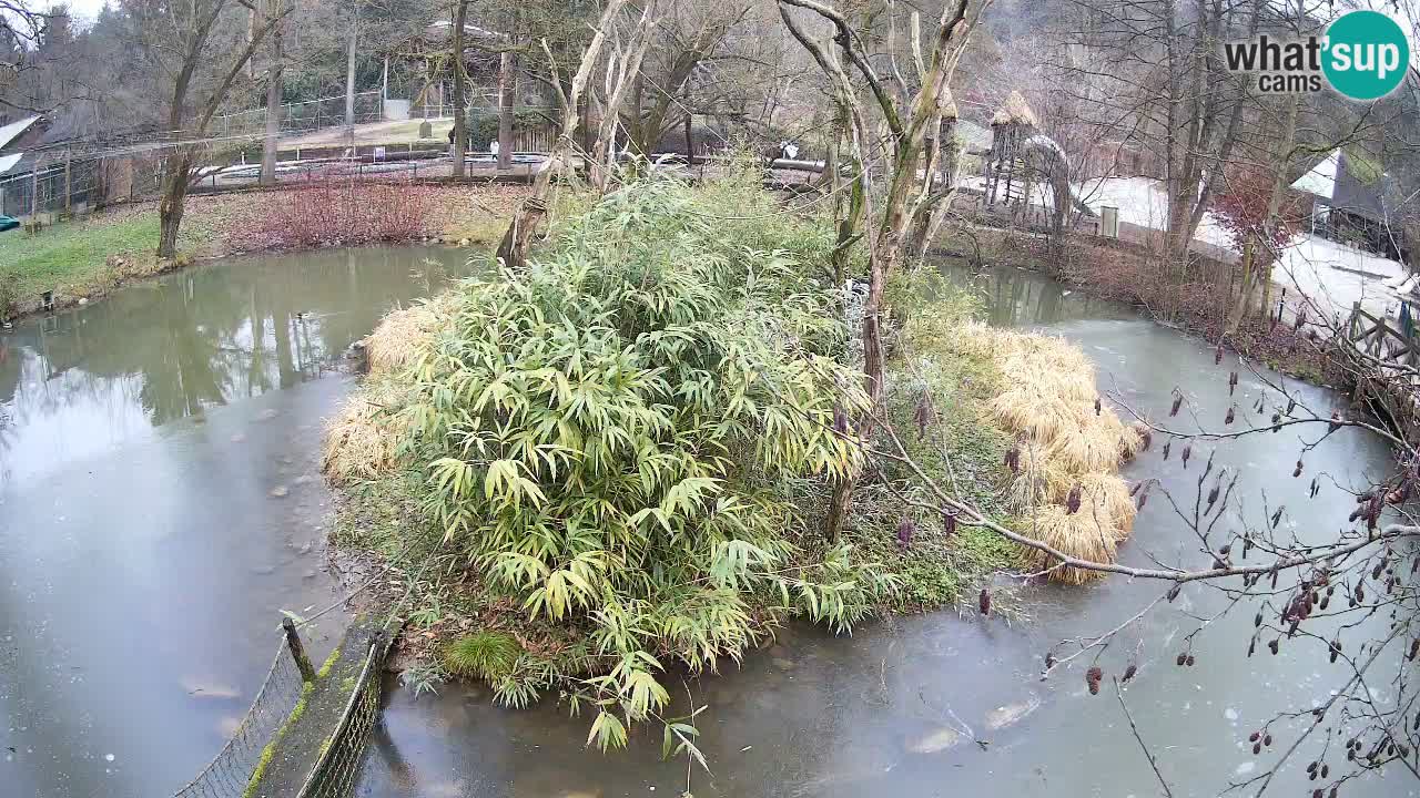 Yellow-cheeked gibbon Zoo Ljubljana livecam