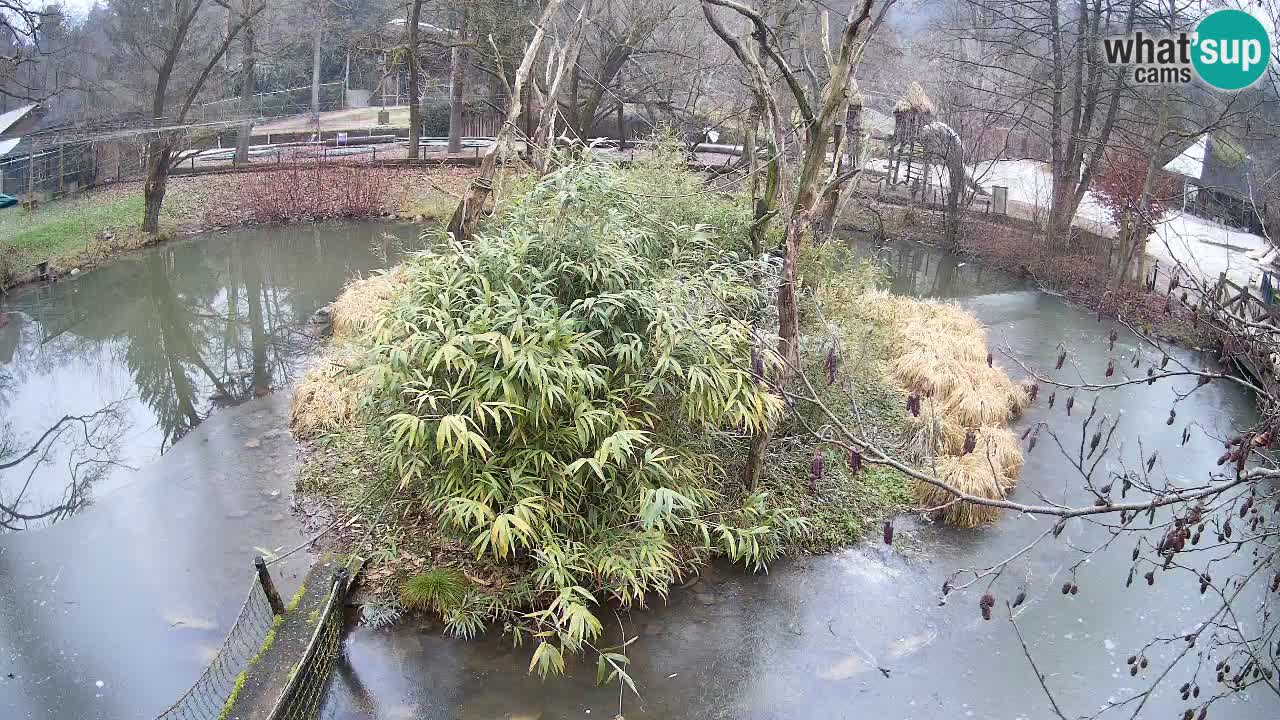 Yellow-cheeked gibbon Zoo Ljubljana livecam