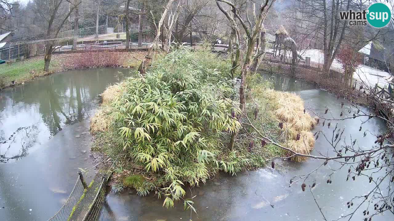 Yellow-cheeked gibbon Zoo Ljubljana livecam