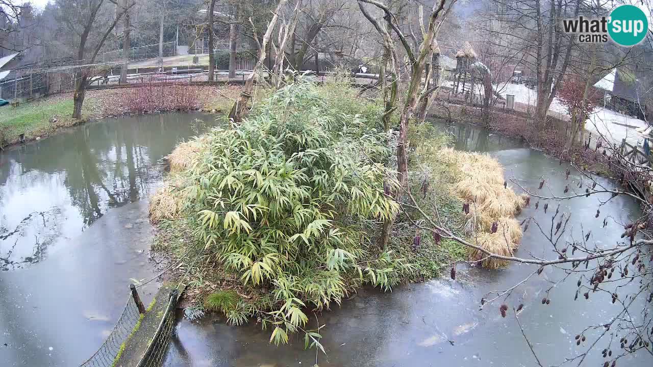 Yellow-cheeked gibbon Zoo Ljubljana livecam