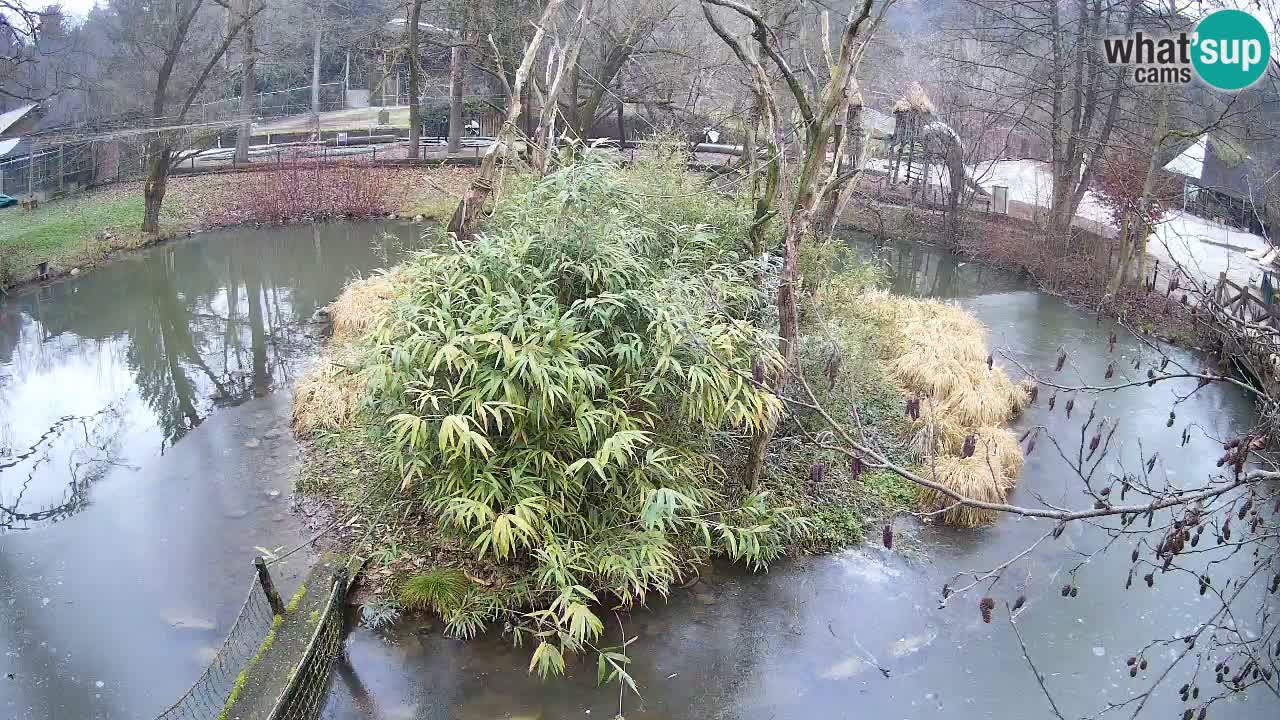 Gibon – Nomascus gabriellae – Zoo Ljubljana web kamera