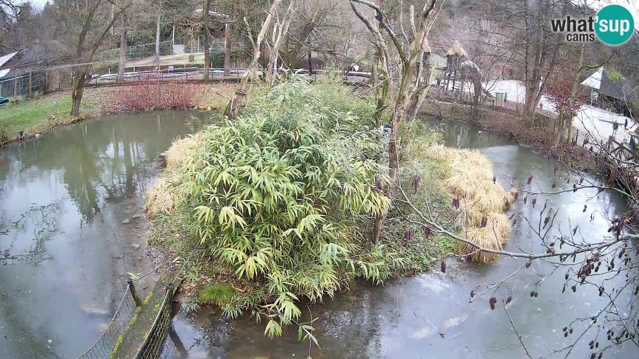 Gibbon à joues jaunes Zoo Ljubljana live cam