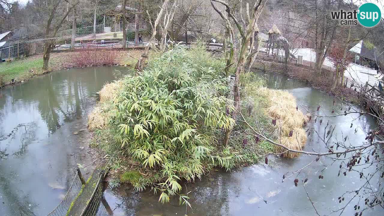 Yellow-cheeked gibbon Zoo Ljubljana livecam