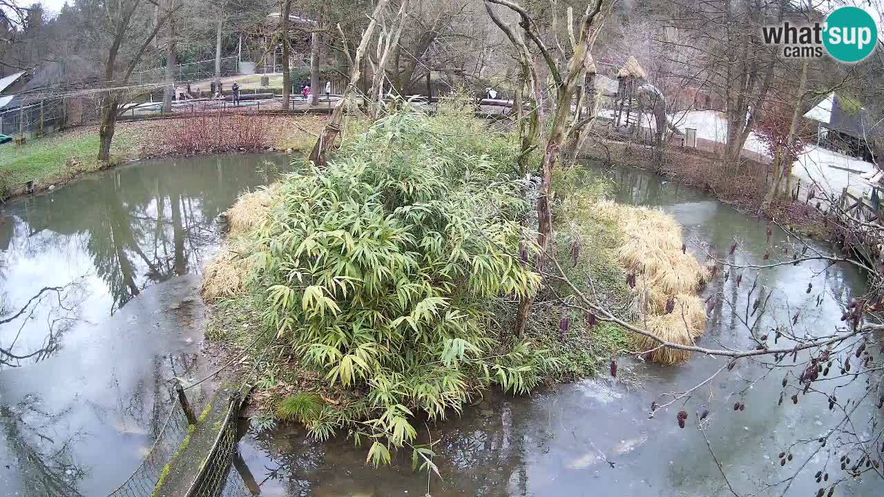 Gibbon à joues jaunes Zoo Ljubljana live cam