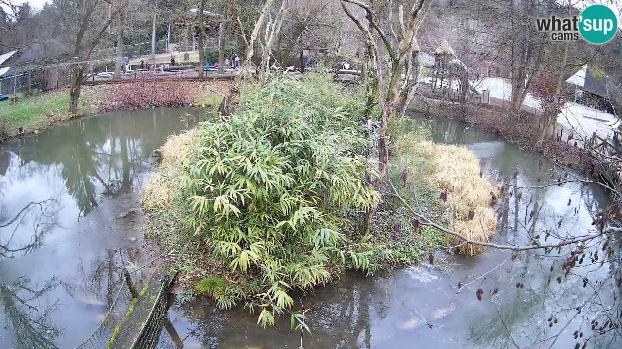 Gibbone dalle guance rosa nello ZOO di Ljubljana