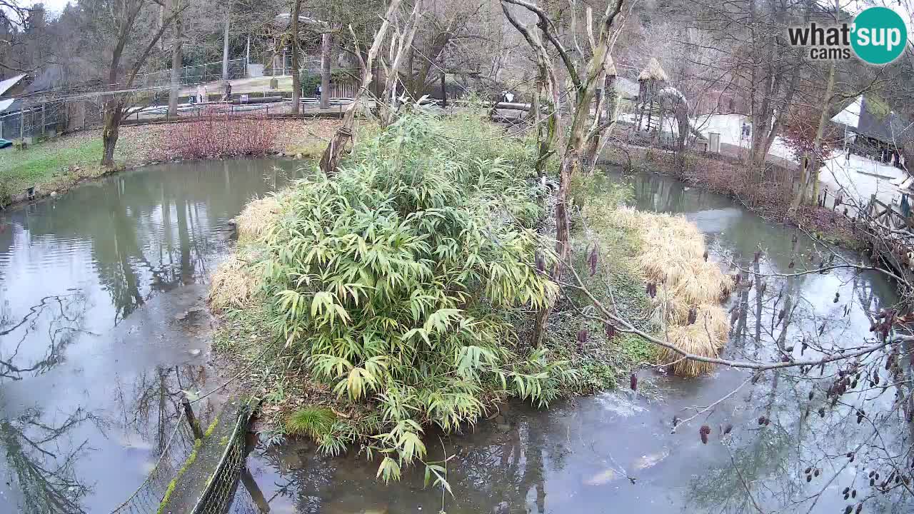 Südlicher Gelbwangen-Schopfgibbon Zoo Ljubljana webcam