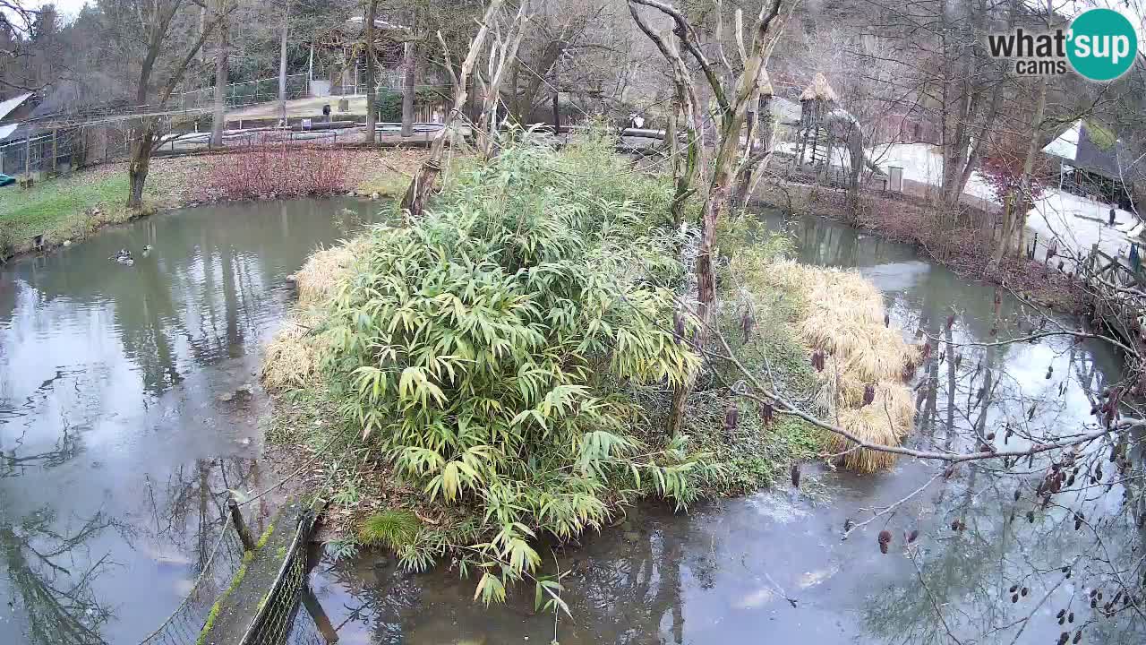 Südlicher Gelbwangen-Schopfgibbon Zoo Ljubljana webcam