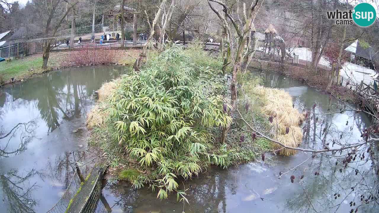 Gibon – Nomascus gabriellae – Zoo Ljubljana web kamera