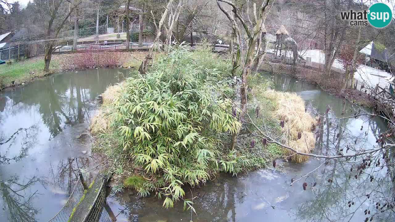 Gibbon à joues jaunes Zoo Ljubljana live cam