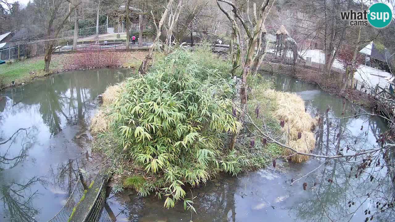 Gibón de mejillas beige Zoo Ljubljana