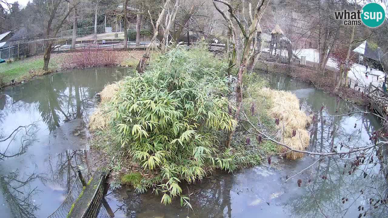 Gibon – Nomascus gabriellae – Zoo Ljubljana web kamera