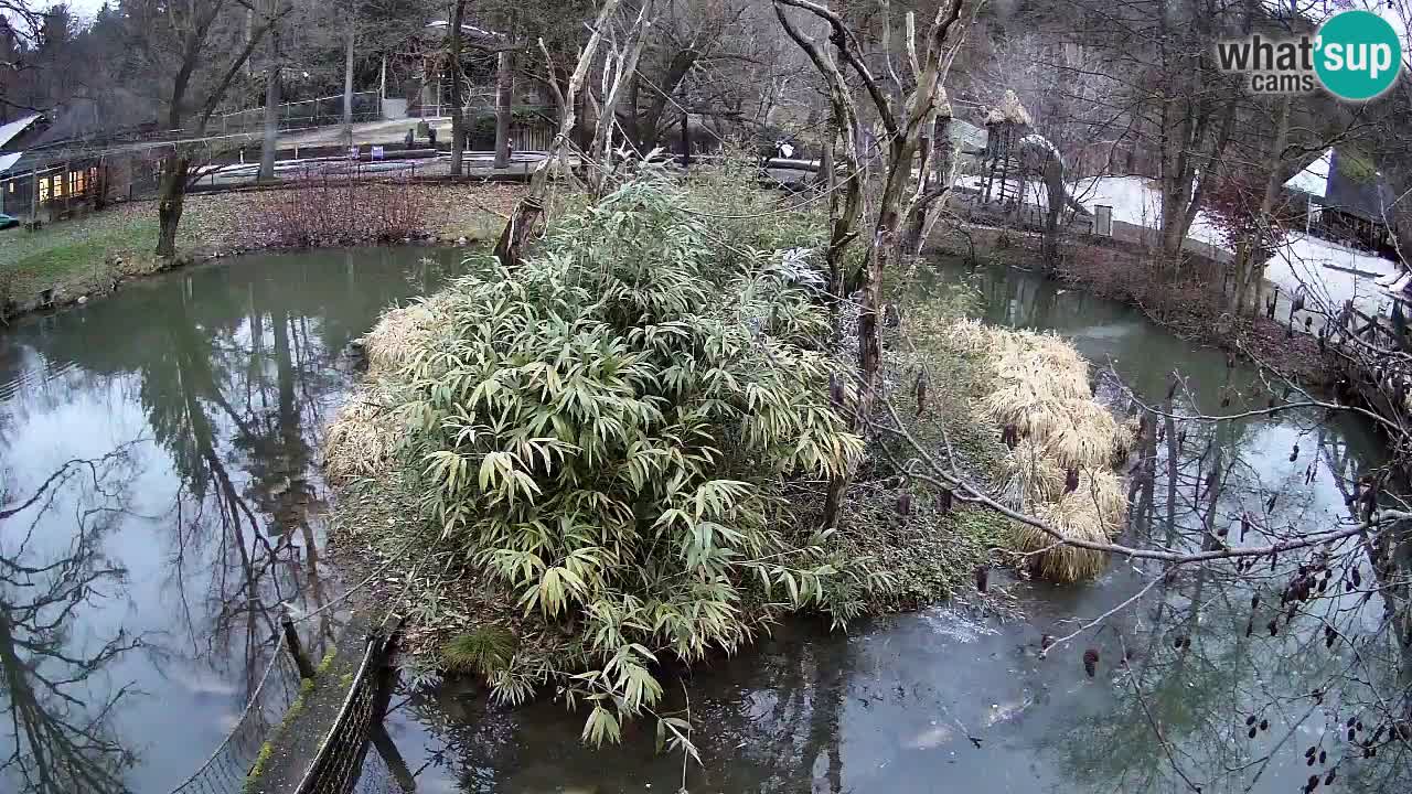 Yellow-cheeked gibbon Zoo Ljubljana livecam