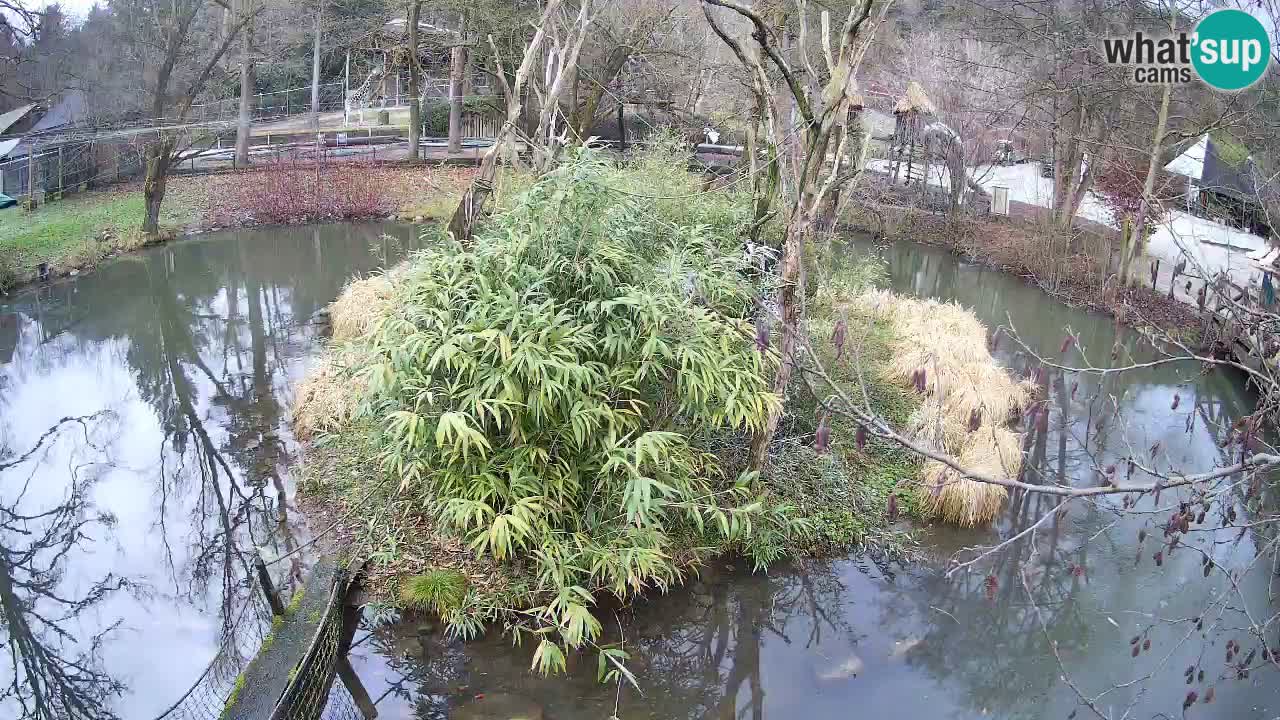 Yellow-cheeked gibbon Zoo Ljubljana livecam