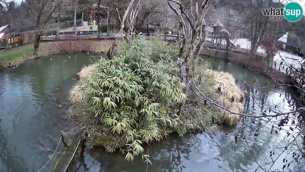 Gibbone dalle guance rosa nello ZOO di Ljubljana