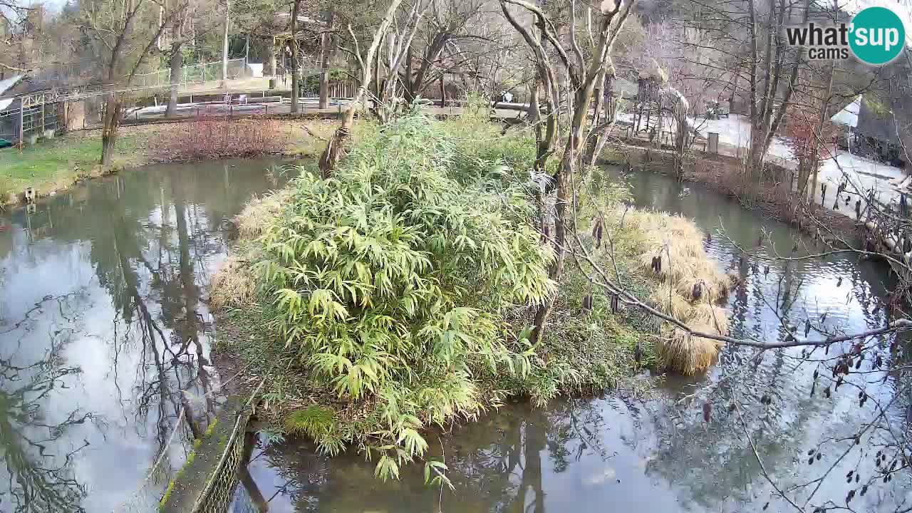 Gibon – Nomascus gabriellae – Zoo Ljubljana web kamera