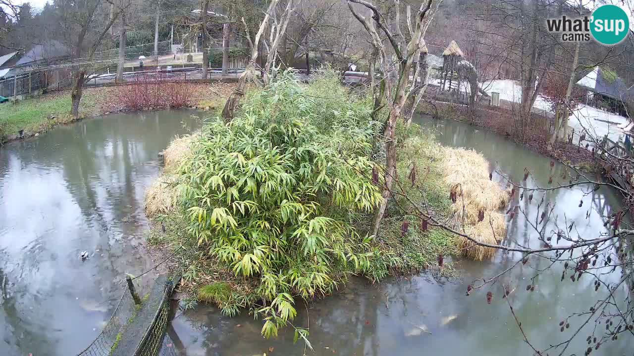 Yellow-cheeked gibbon Zoo Ljubljana livecam