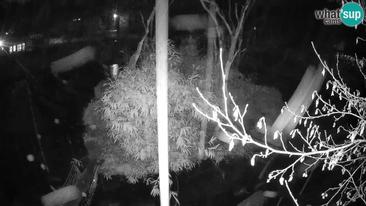 Gibbon à joues jaunes Zoo Ljubljana live cam