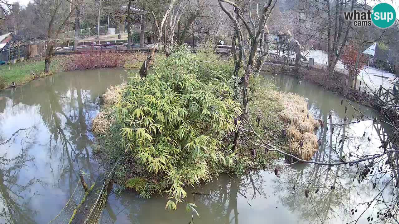 Yellow-cheeked gibbon Zoo Ljubljana livecam