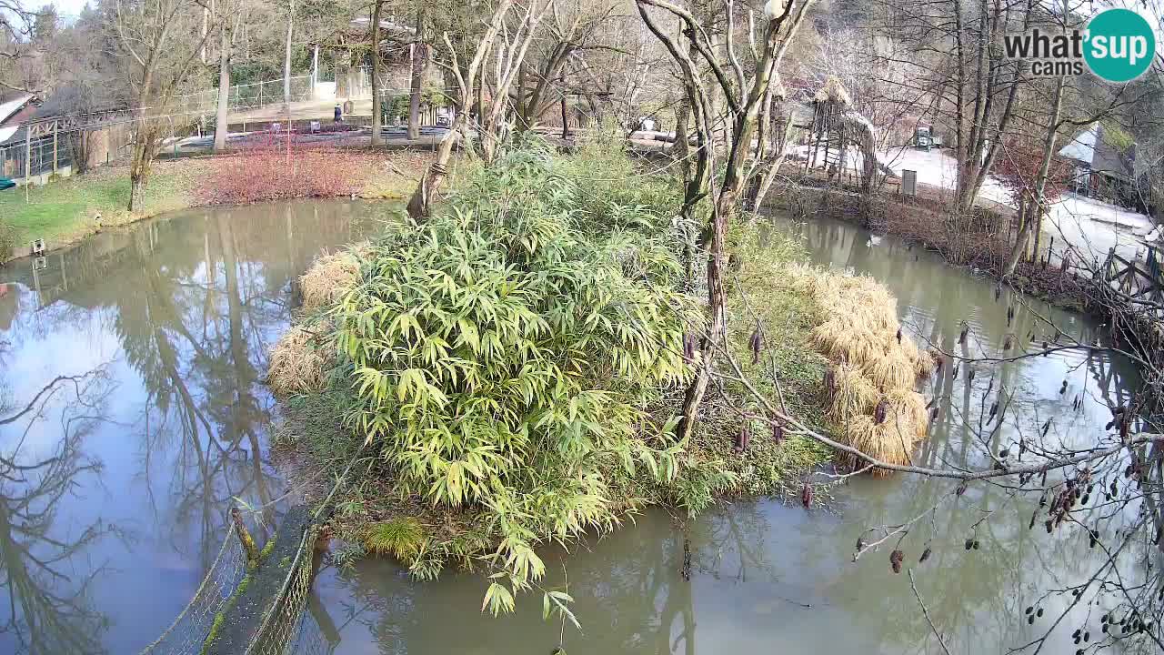 Yellow-cheeked gibbon Zoo Ljubljana livecam