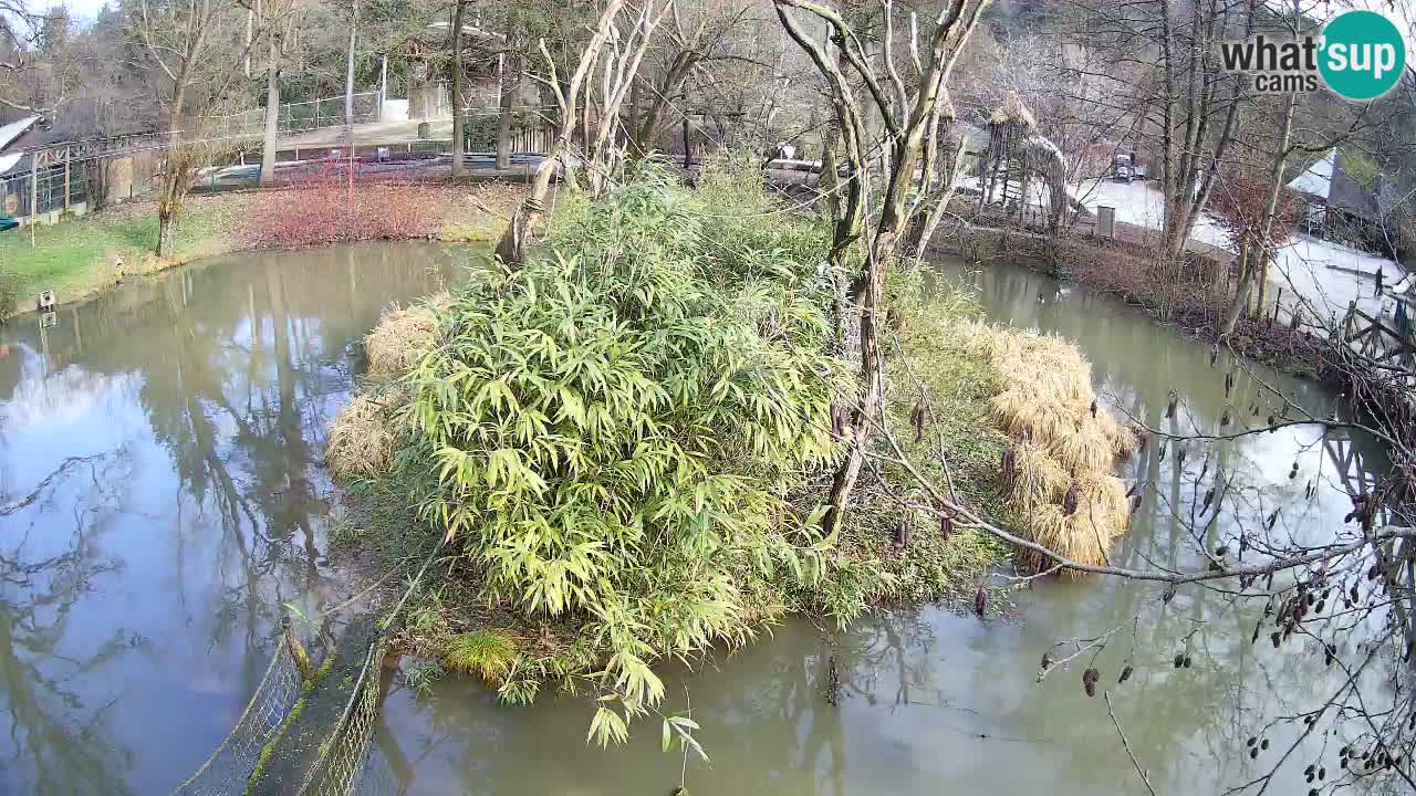 Gibon – Nomascus gabriellae – Zoo Ljubljana web kamera