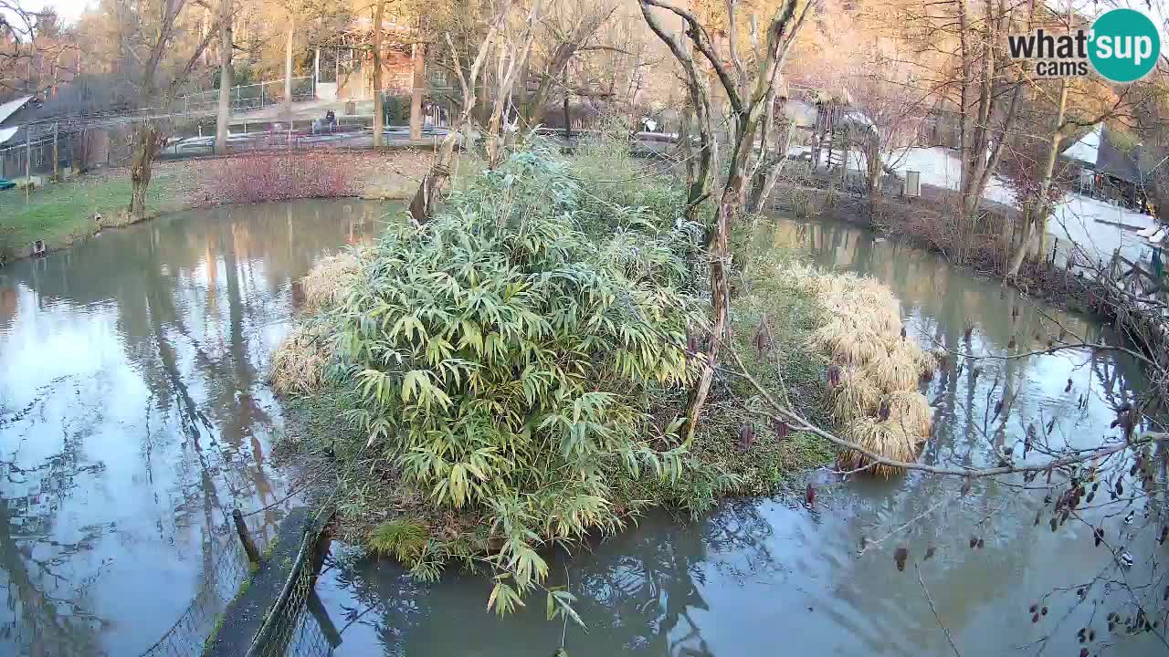 Yellow-cheeked gibbon Zoo Ljubljana livecam