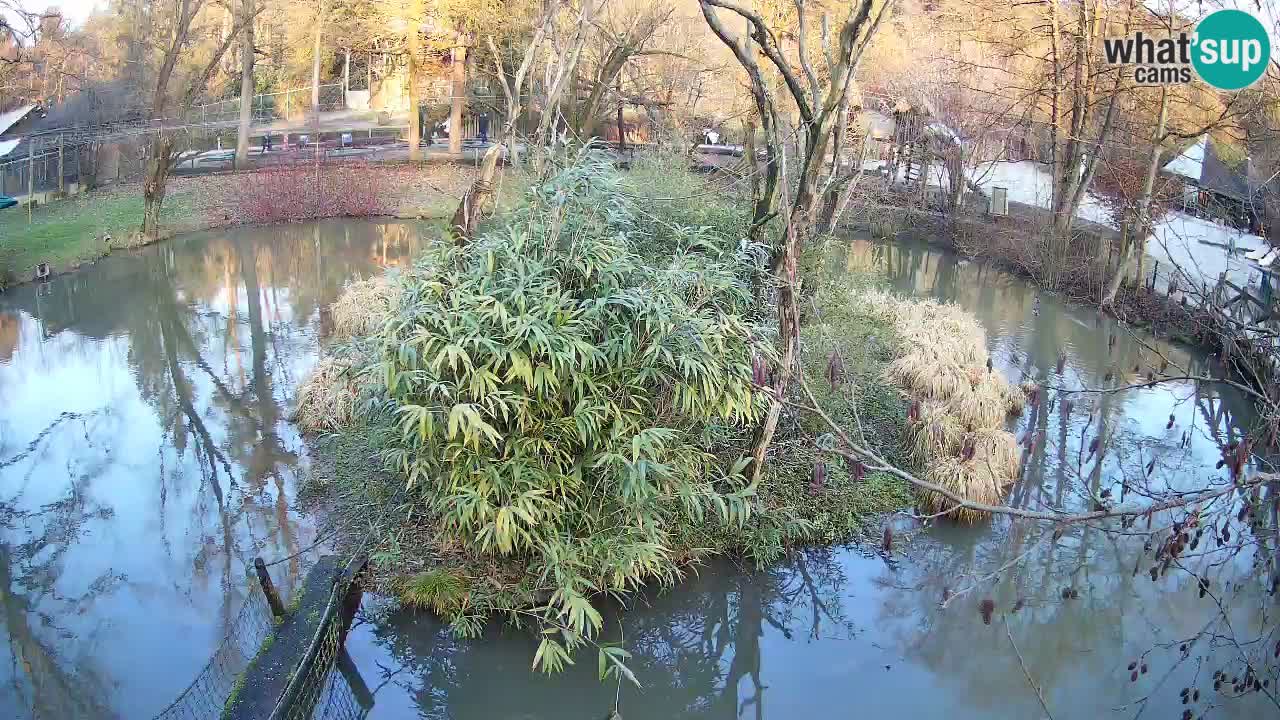 Yellow-cheeked gibbon Zoo Ljubljana livecam